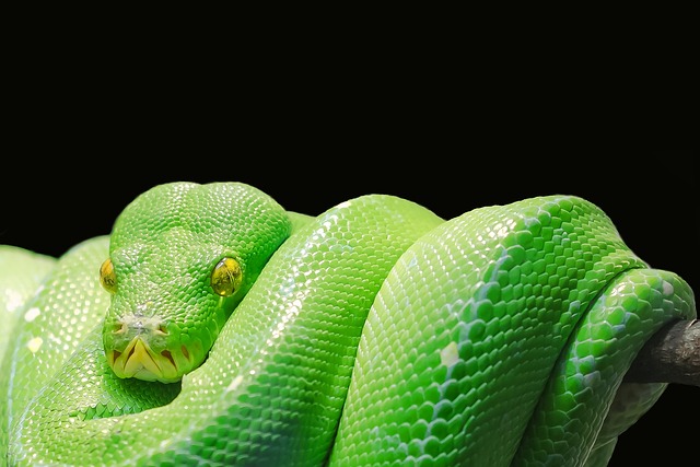 W jakim języku napisany jest Python? W jakim języku napisany jest Python?